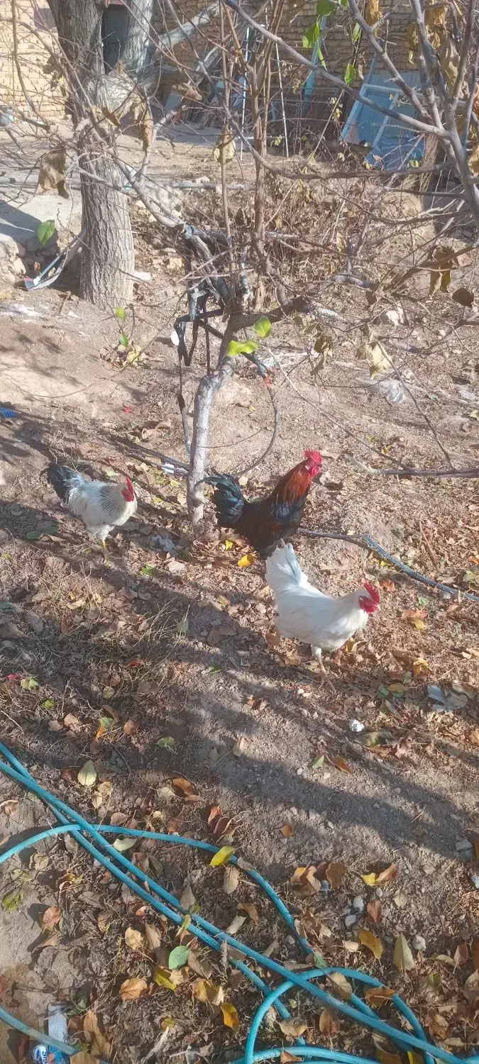 فروش مرغ و خروس و بوقلمون|حیوانات مزرعه|دوتپه, |دیوار