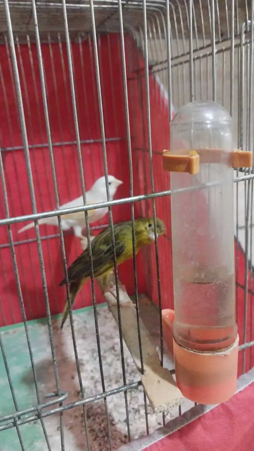 قناری نروماده|پرنده|بروجرد, |دیوار