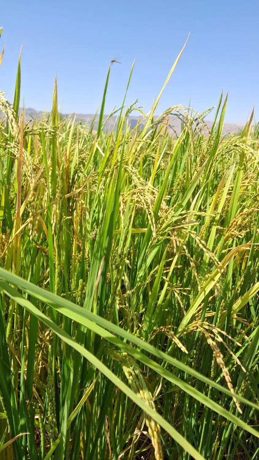برنج کامفیروزی|خوردنی و آشامیدنی|شیراز, معالی‌آباد|دیوار