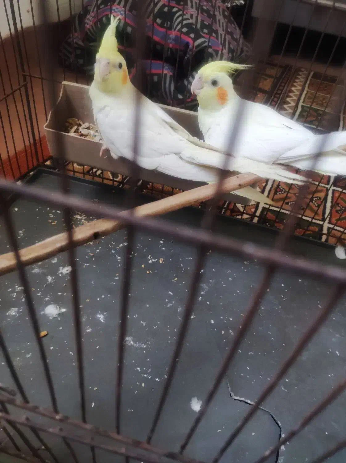 جفت عروس هلندی یک ساله آماده|پرنده|اهواز, فولاد|دیوار