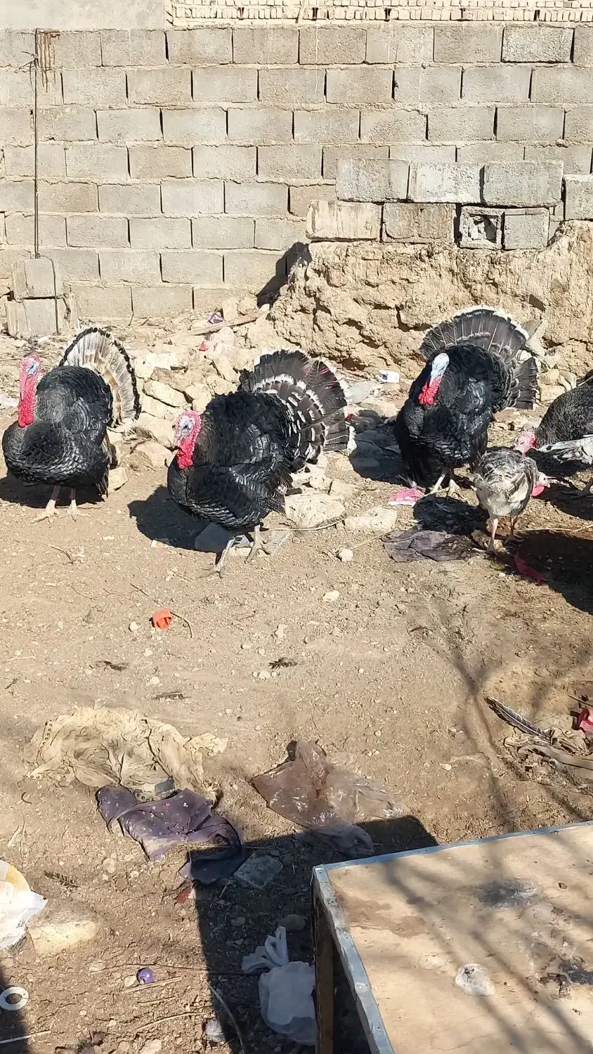 بوقلمون نر و ماده|حیوانات مزرعه|کرباسک, |دیوار