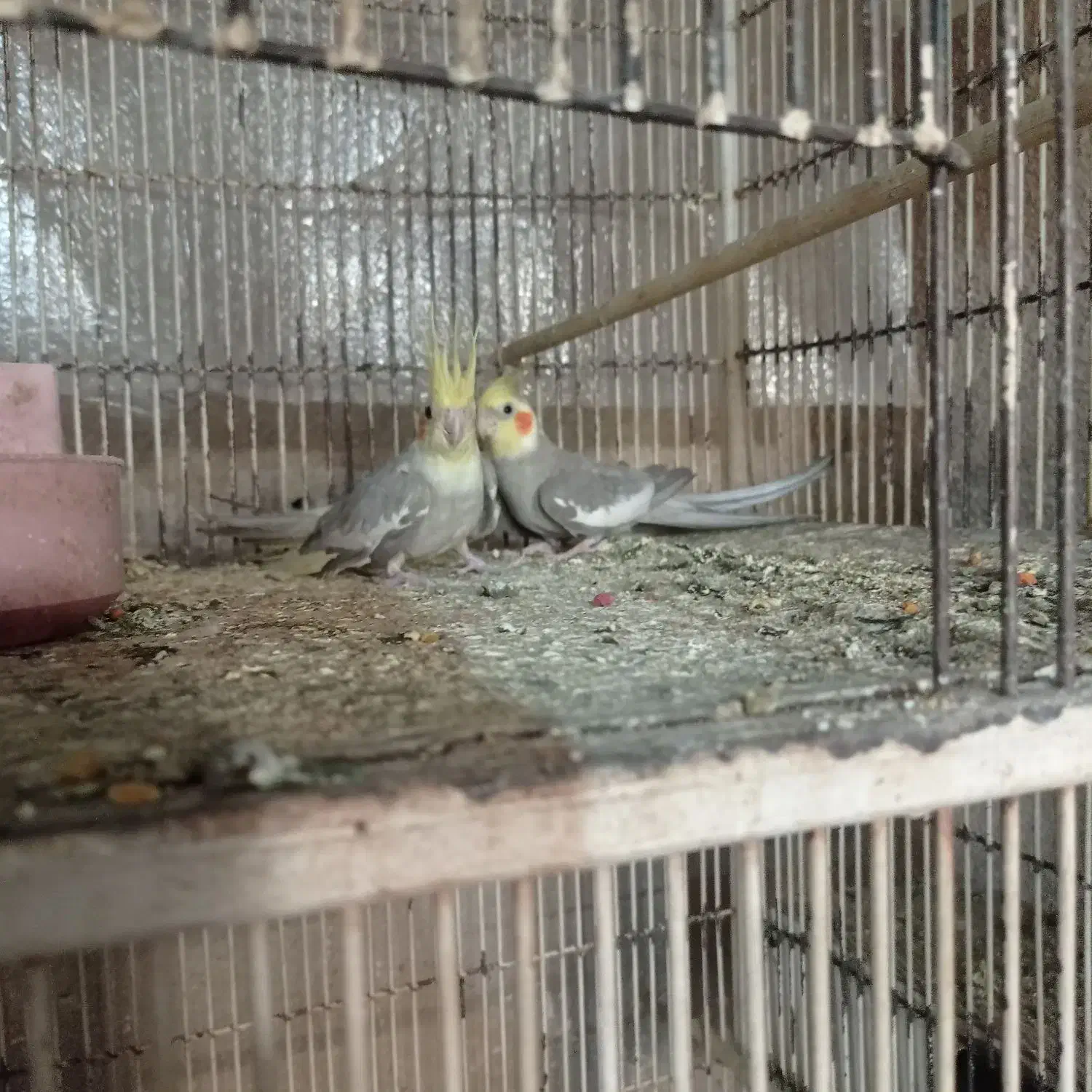 سه جفت عروس هلندی|پرنده|تربت جام, فاز ۱ فرهنگیان|دیوار