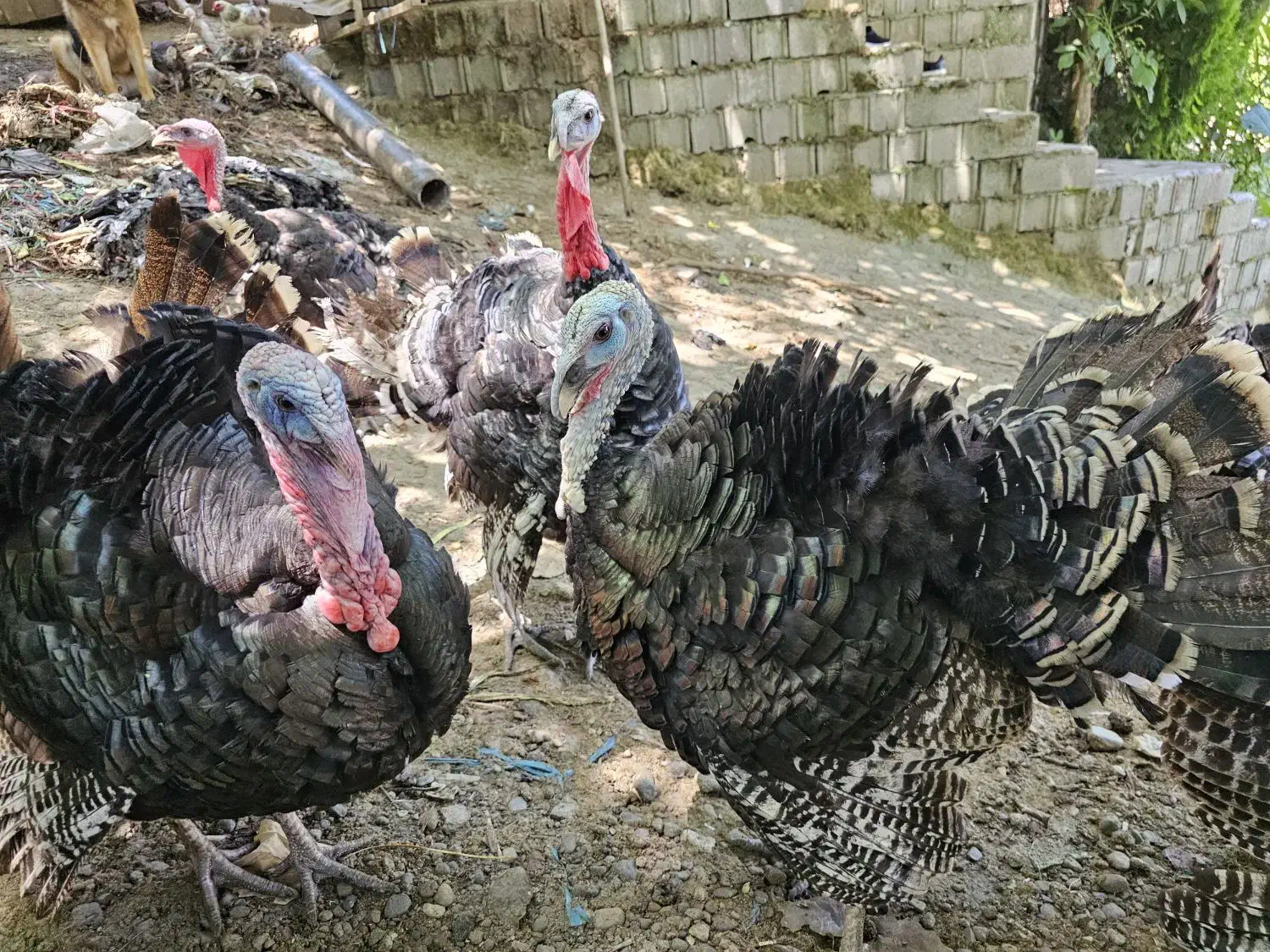 تخم بوقلمون برنز|حیوانات مزرعه|لنگرود, |دیوار