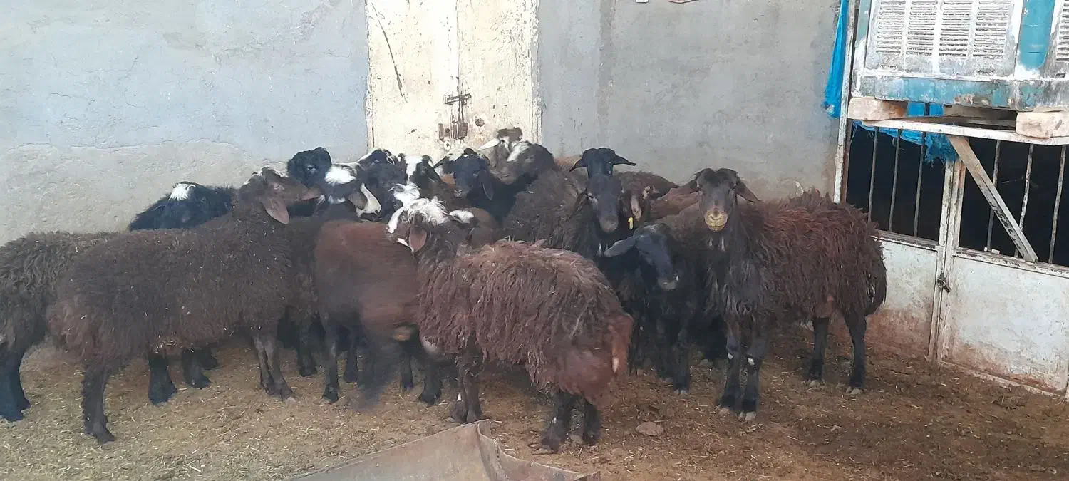 فروش چند راس بره نر افشاری چاق نقدی|حیوانات مزرعه|کاشان, آیت الله سعیدی|دیوار