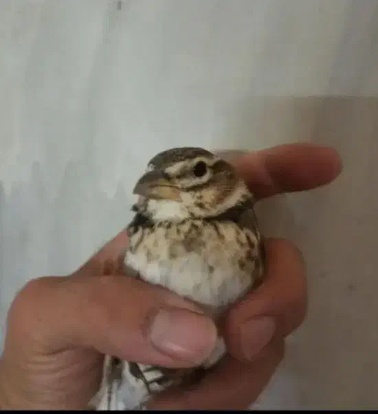 سهره خاکی|پرنده|تبریز, |دیوار