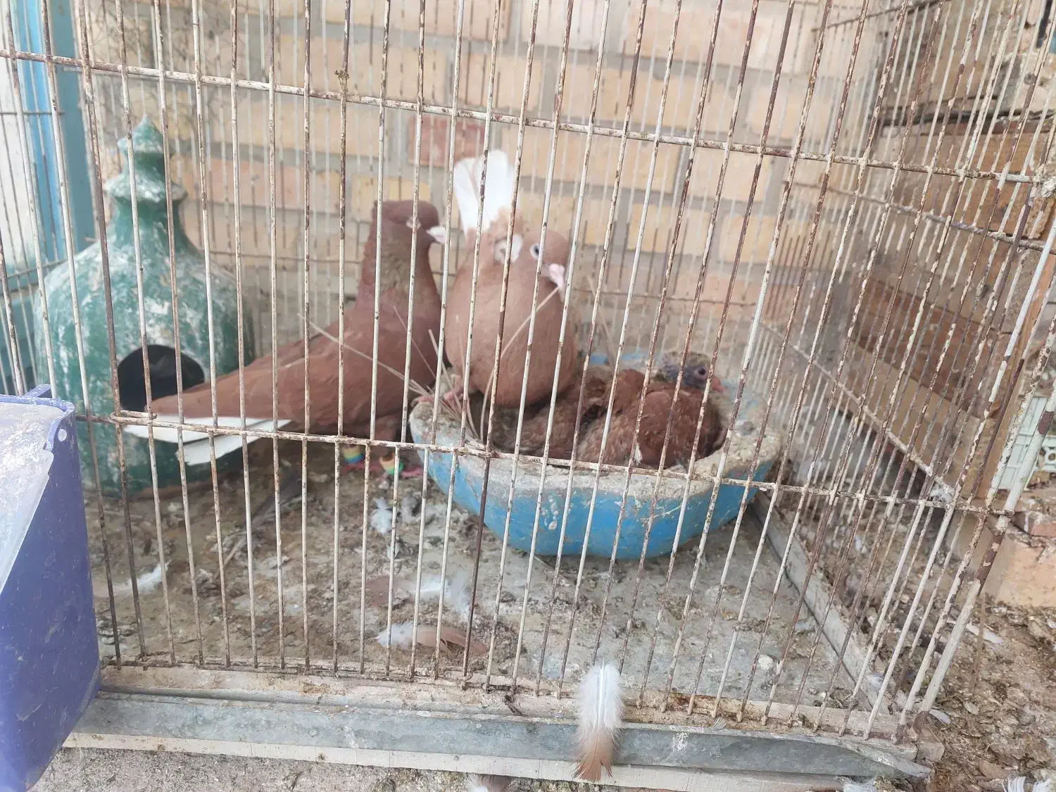 نرو ماده دم سفید|پرنده|بهبهان, |دیوار