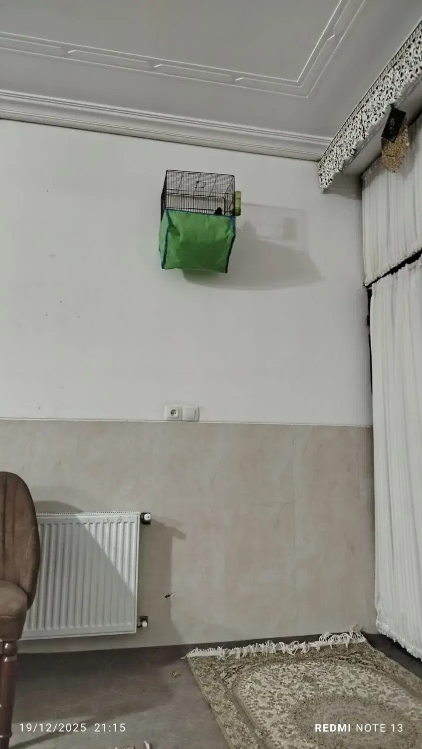 دو عدد سهره نر دورگ کرمانی مست|پرنده|مهریز, |دیوار