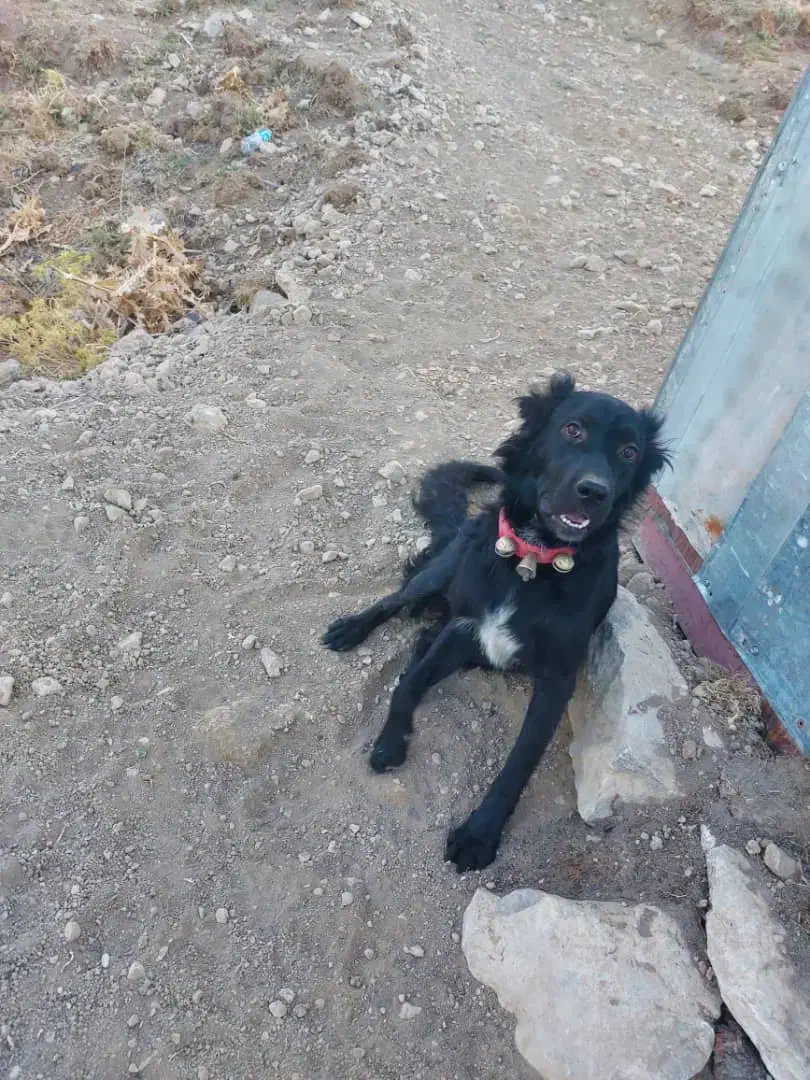 توله یساله|سگ|کیار, |دیوار