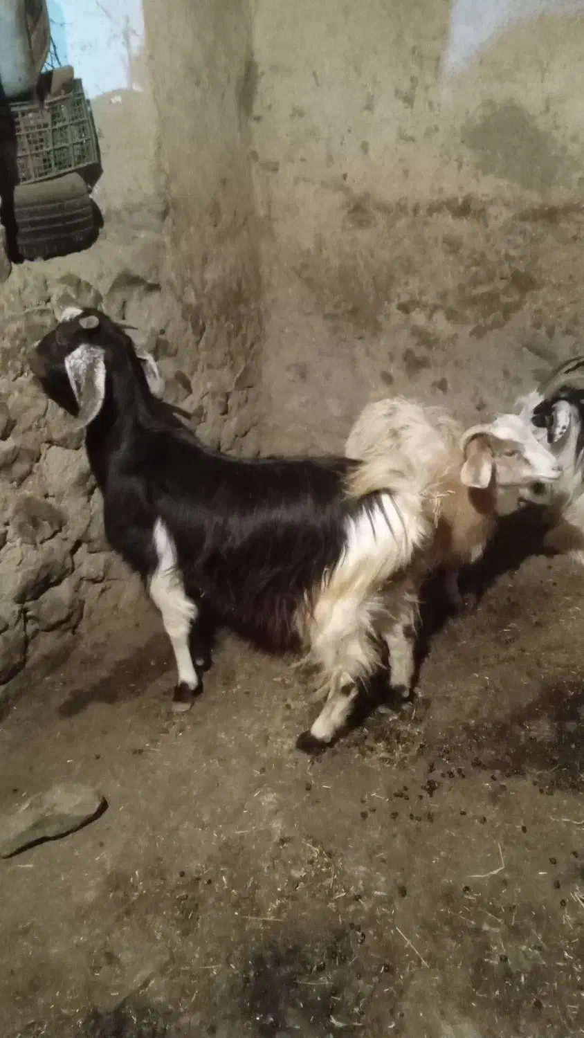 بز ماده|حیوانات مزرعه|گرمی, |دیوار