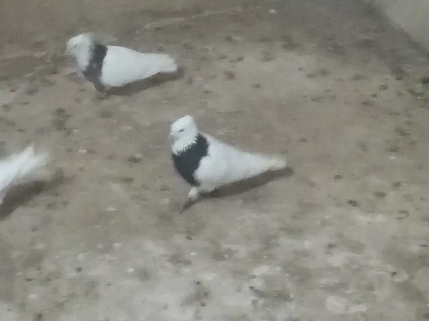 طوقی|پرنده|ایواوغلی, |دیوار