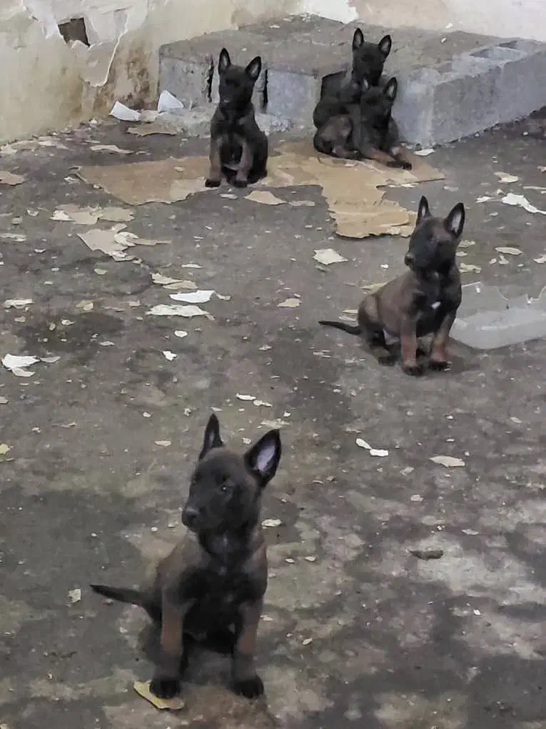 واکذاری توله مالینویز|سگ|تهران, شهرآرا|دیوار