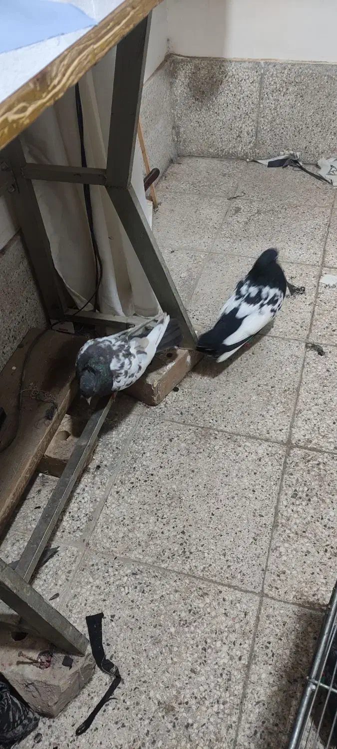 جفت سینه|پرنده|خوشاب, |دیوار