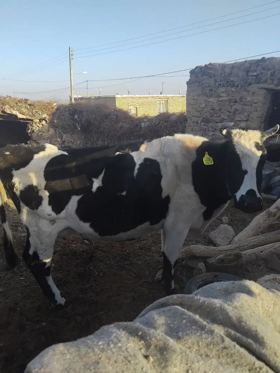 گاو دوغلوزا|حیوانات مزرعه|قهستان, |دیوار