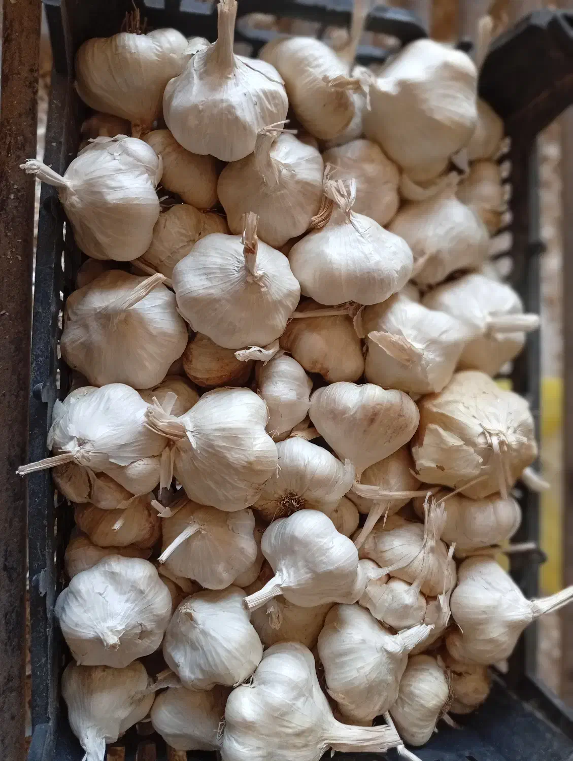 سیر درجه یک سفید|عمدهفروشی|تهران, پردیسان|دیوار