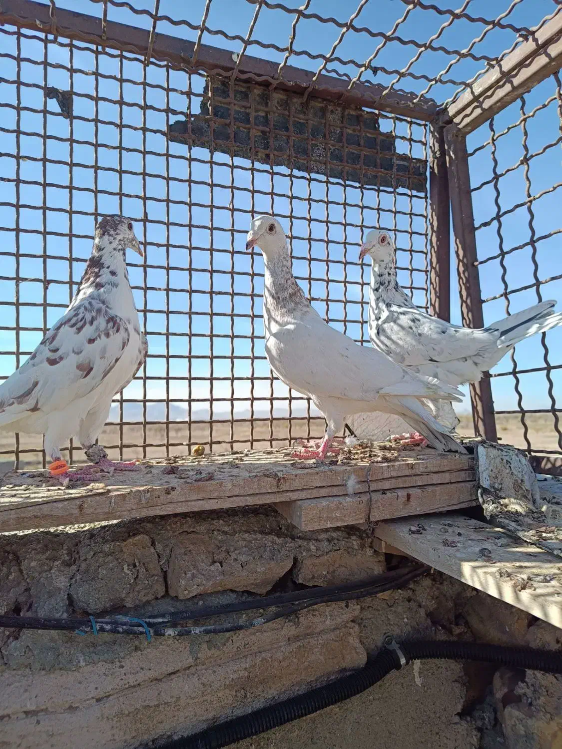 کفتر کبوتر پرنده|پرنده|تربتحیدریه, بالا ولایت|دیوار