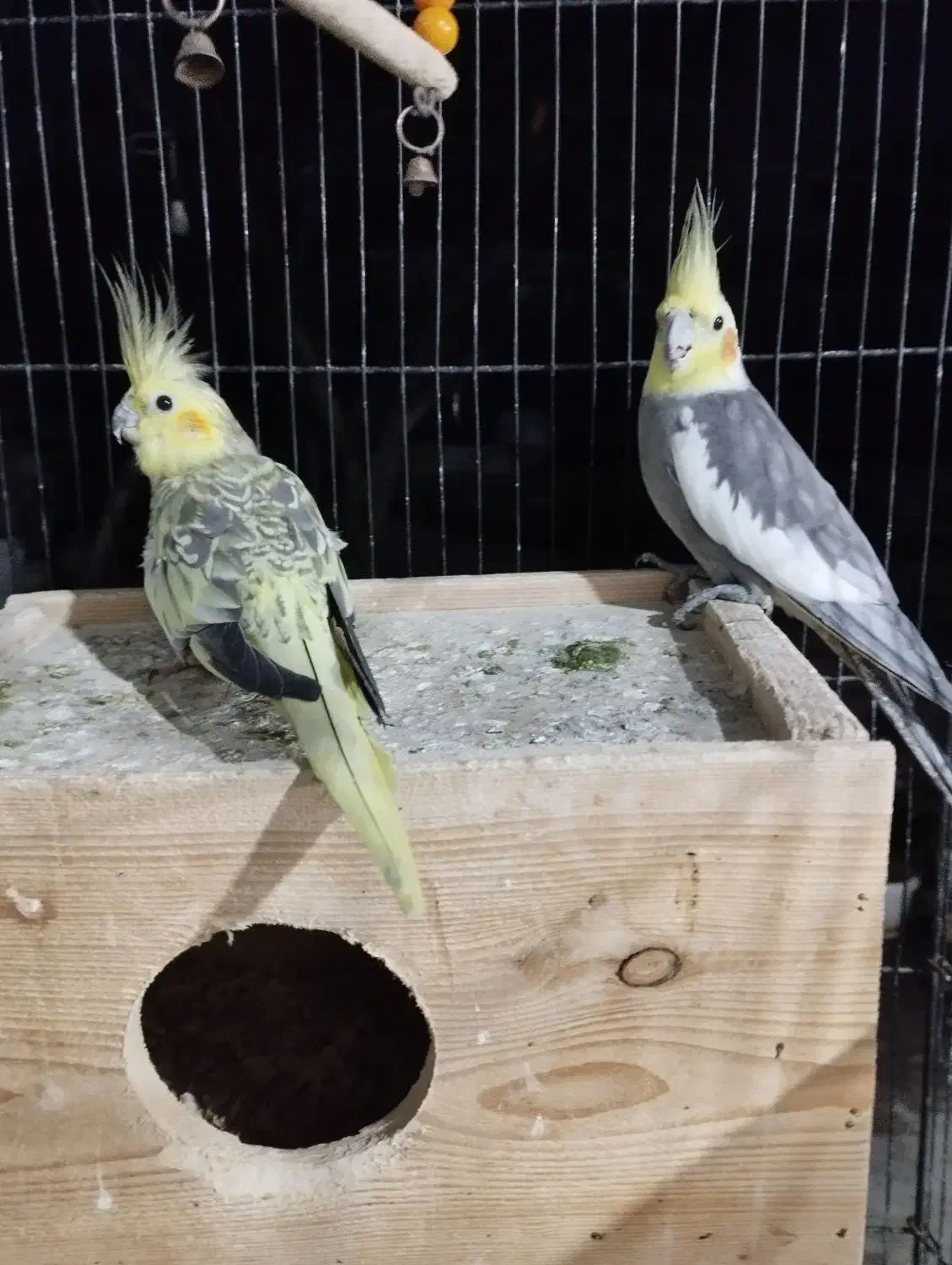 عروس هلندی|پرنده|تالش, هشتپر|دیوار