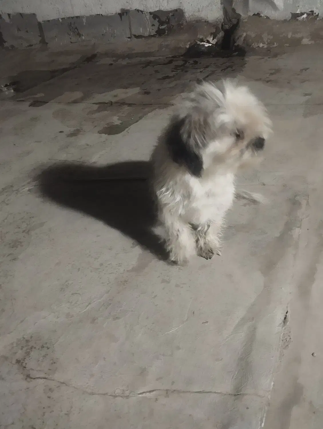 سگ یکساله ماده شیتزو|سگ|چهارباغ, |دیوار