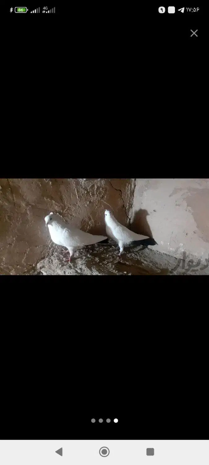 کبوتر|پرنده|سریش آباد, |دیوار