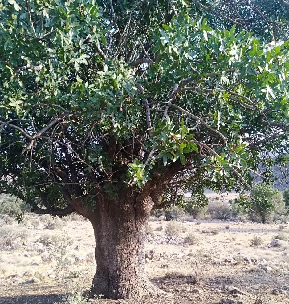 راهنمایی|فعالیت داوطلبانه تحقیقاتی|شیراز, شهرک گلستان|دیوار