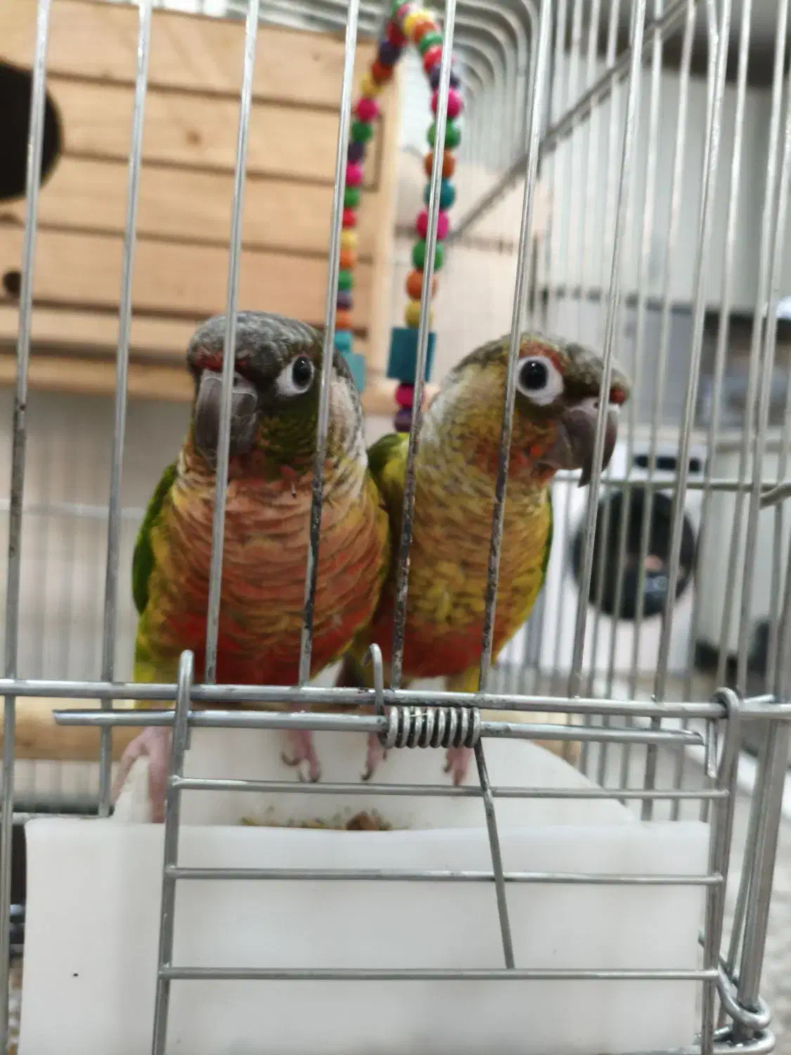 جفت گرینچیک دستی|پرنده|شهریار, شهرک وائین|دیوار