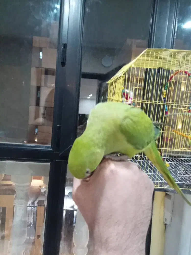 طوطی ملنگو جوان|پرنده|اهواز, کوروش|دیوار