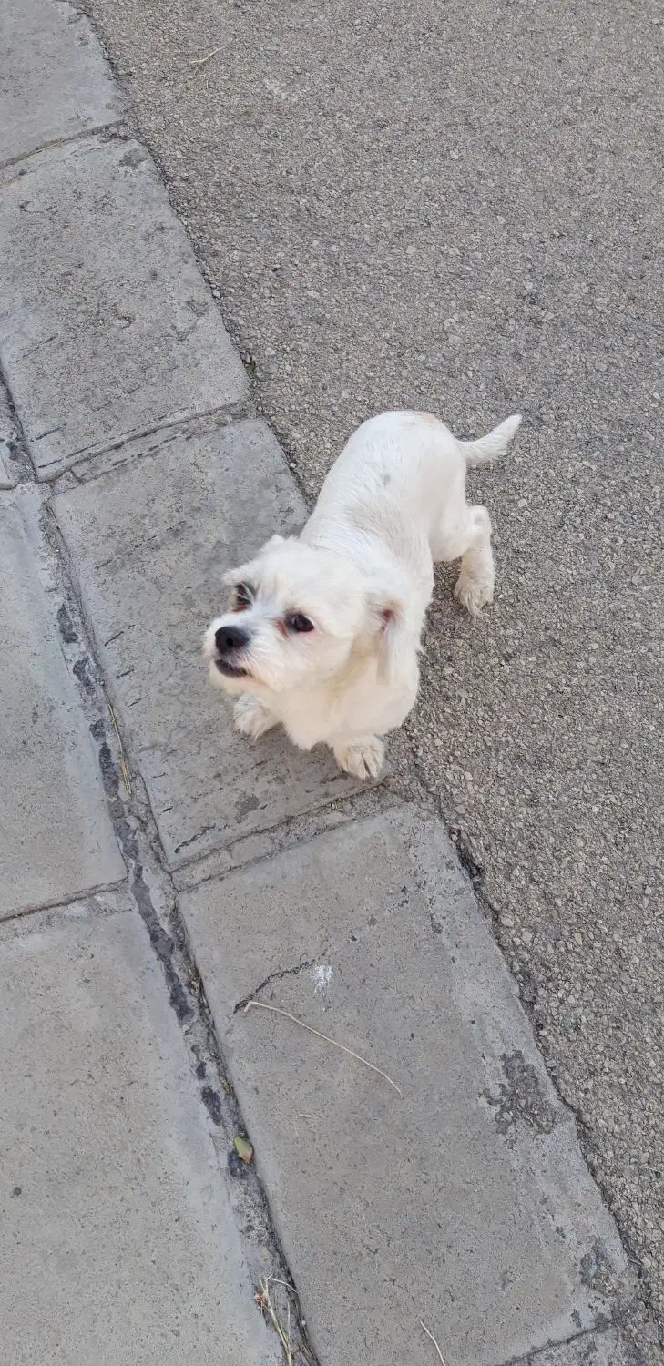 شیتزو تریر|سگ|اردبیل, |دیوار