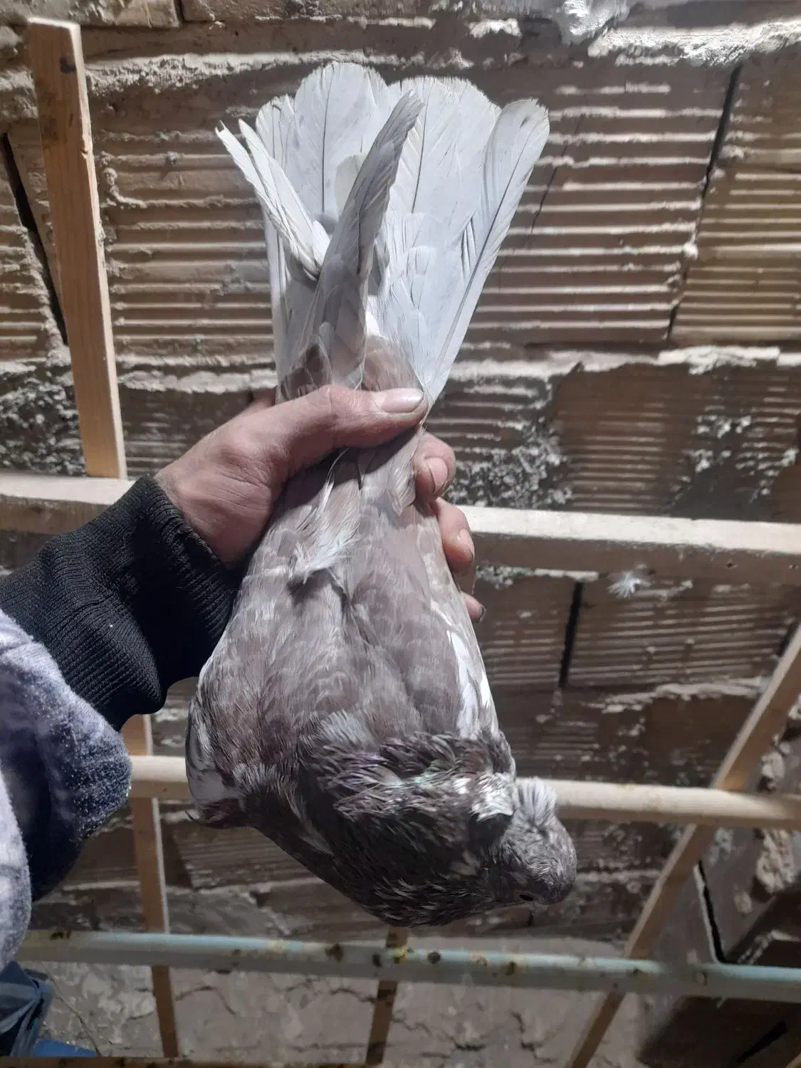 کفتر پرشی|پرنده|فردیس, شهرک ارم|دیوار