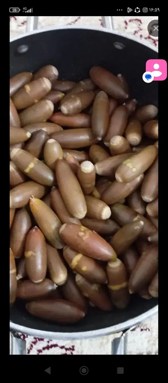 بلوط|خوردنی و آشامیدنی|گوآور, |دیوار