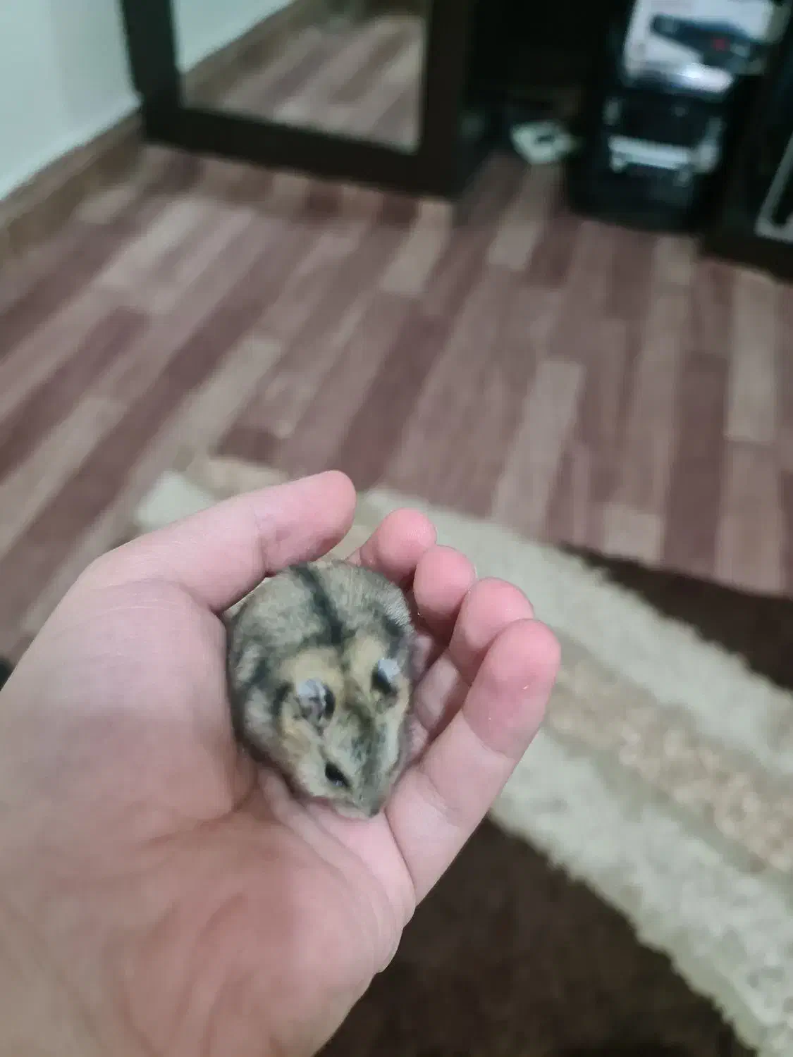 همستر مینیاتوری|موش و خرگوش|اصفهان, فرح آباد|دیوار