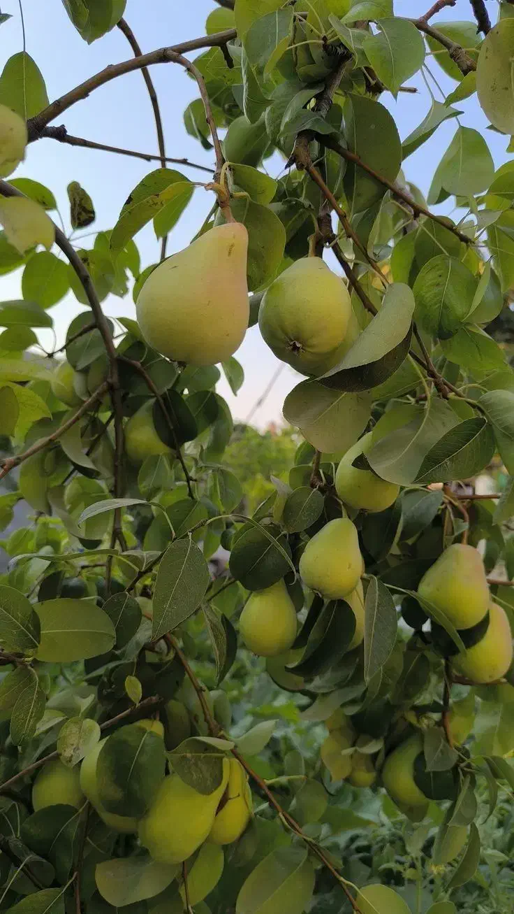 فروش انواع نهال های پیوندی|خدمات باغبانی و درختکاری|آذرشهر, |دیوار