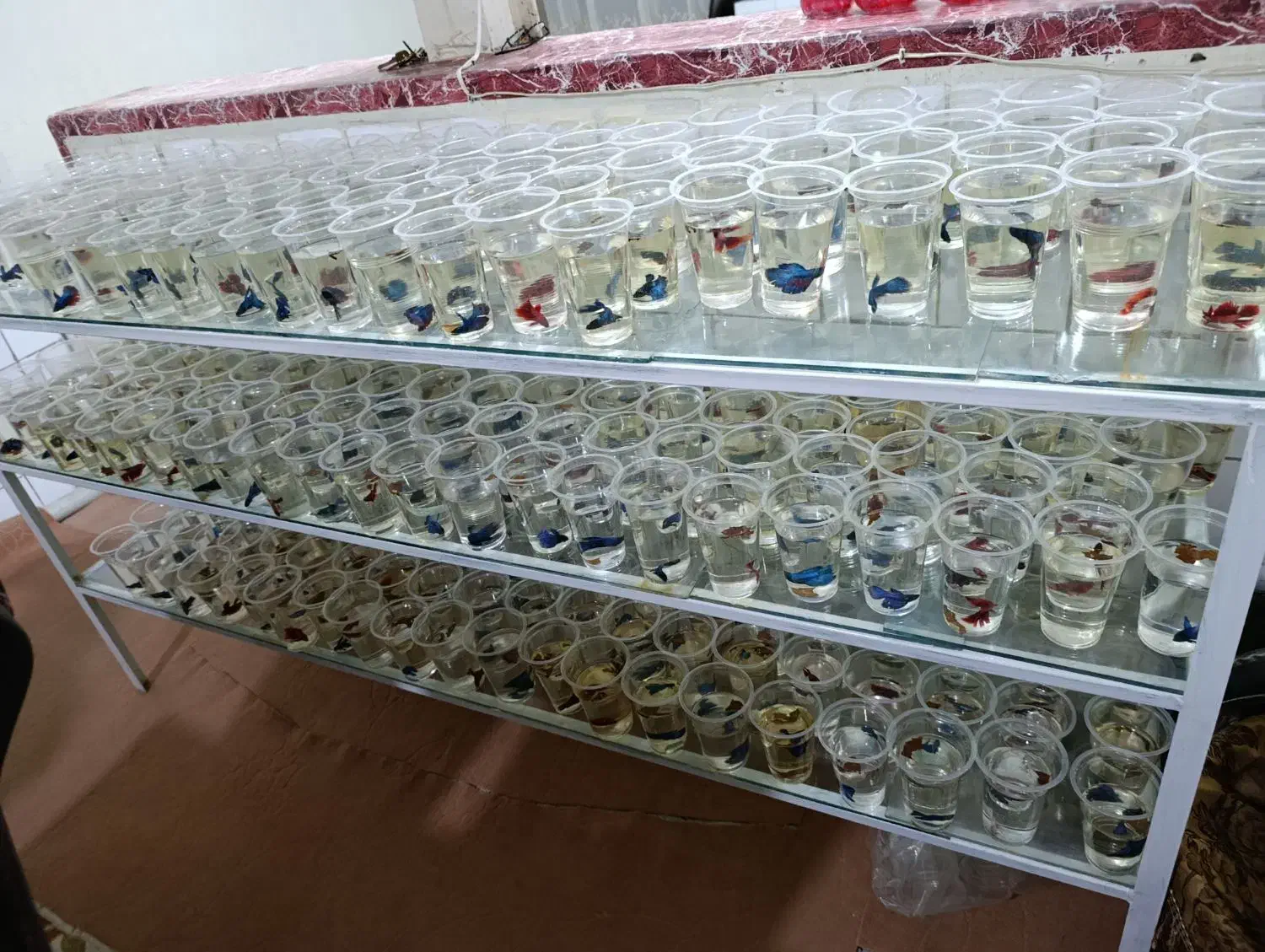 فایتر هالفمن|ماهی|آبیک, |دیوار