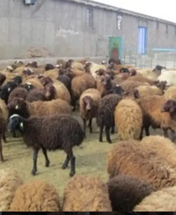 میش و بره|حیوانات مزرعه|اسدآباد, |دیوار