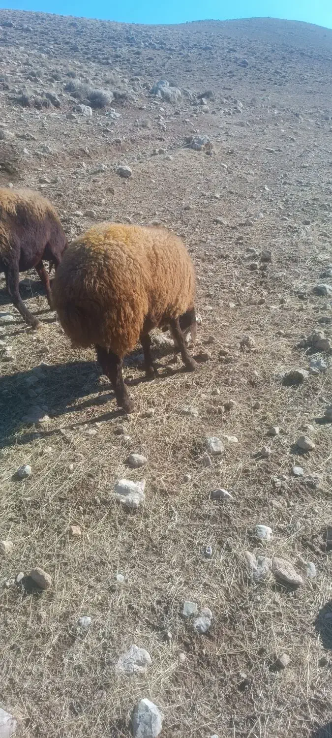 شیشک مهربانی چاق چاق|حیوانات مزرعه|کوهدشت, |دیوار