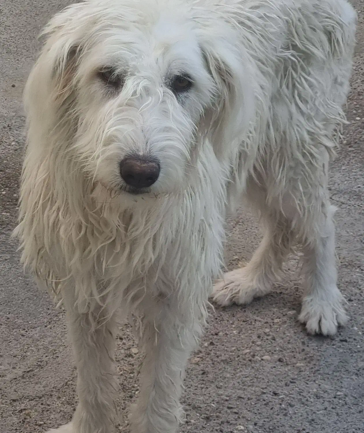 سگ قدرجونی ماده|سگ|شوشتر, |دیوار