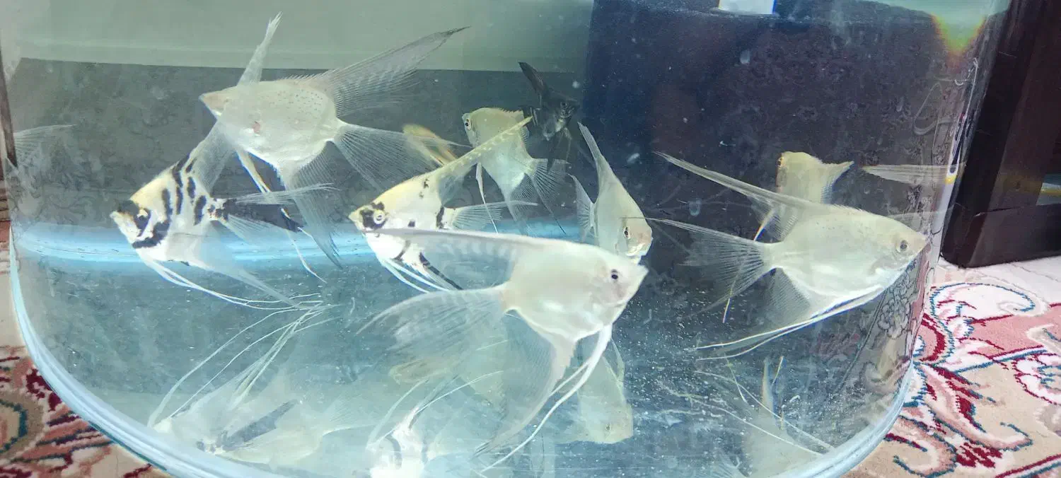 ماهی|ماهی|نیشابور, شهرک بهداری|دیوار