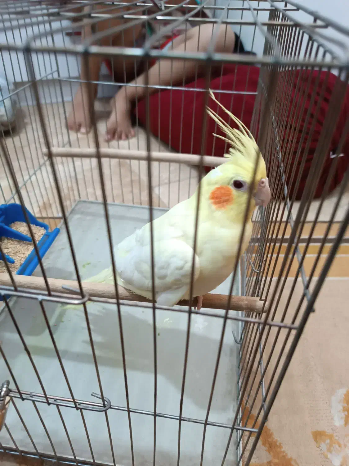 عروس هلندی نر لوتیتو ۷ماهه|پرنده|قم, شاه ابراهیم|دیوار