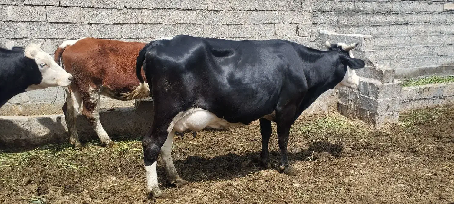 گاو|حیوانات مزرعه|مرودشت, ثبت احوال|دیوار