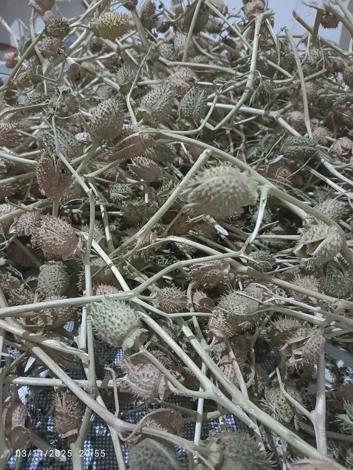 بذرگیاه باستانی تاتوره|حراج|آشخانه, |دیوار