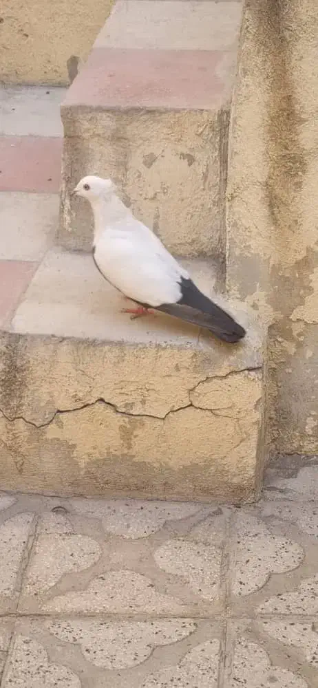 عکس نمایشی|حیوانات|کازرون, |دیوار