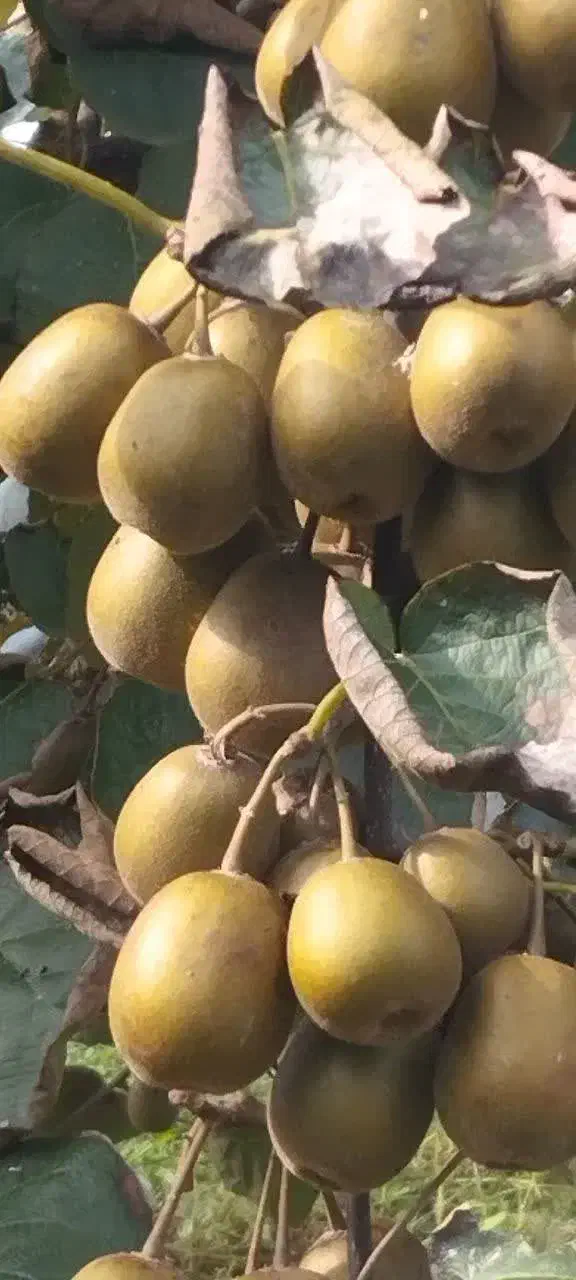 فروش کیوی خونی تو سرخ|عمدهفروشی|رودسر, |دیوار