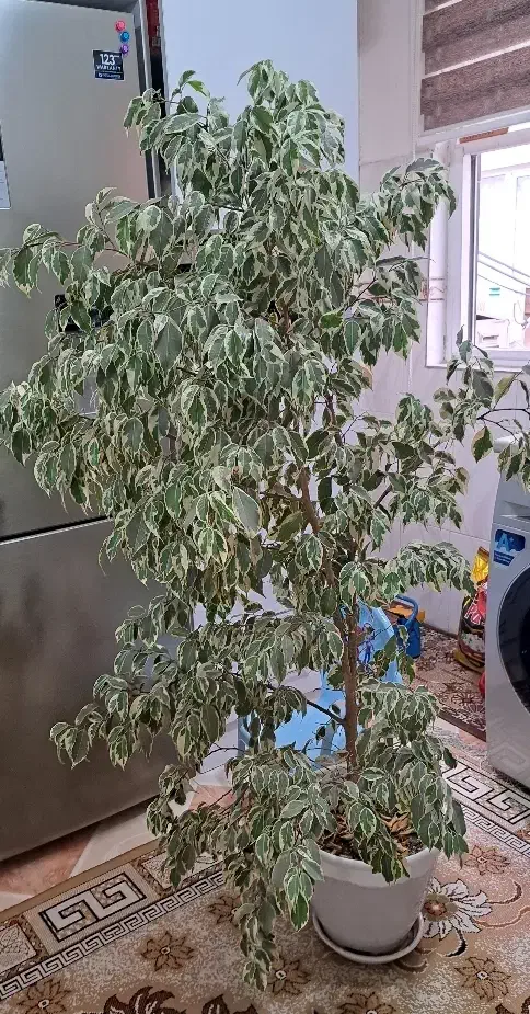 درختچه بنجامین|گل و گیاه طبیعی|رشت, گلزاران|دیوار