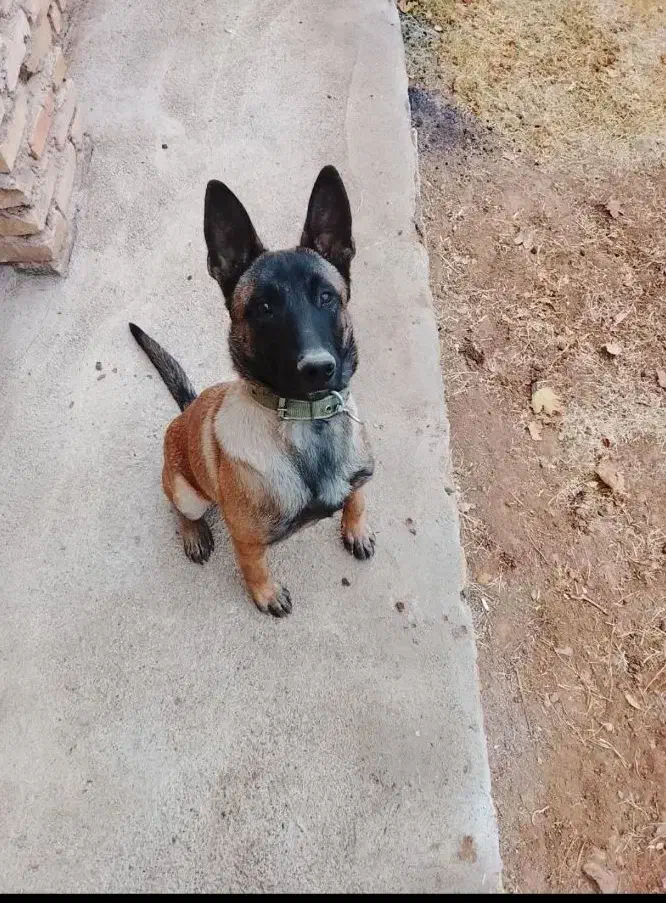 سگ مالینیوز|سگ|یزد, |دیوار