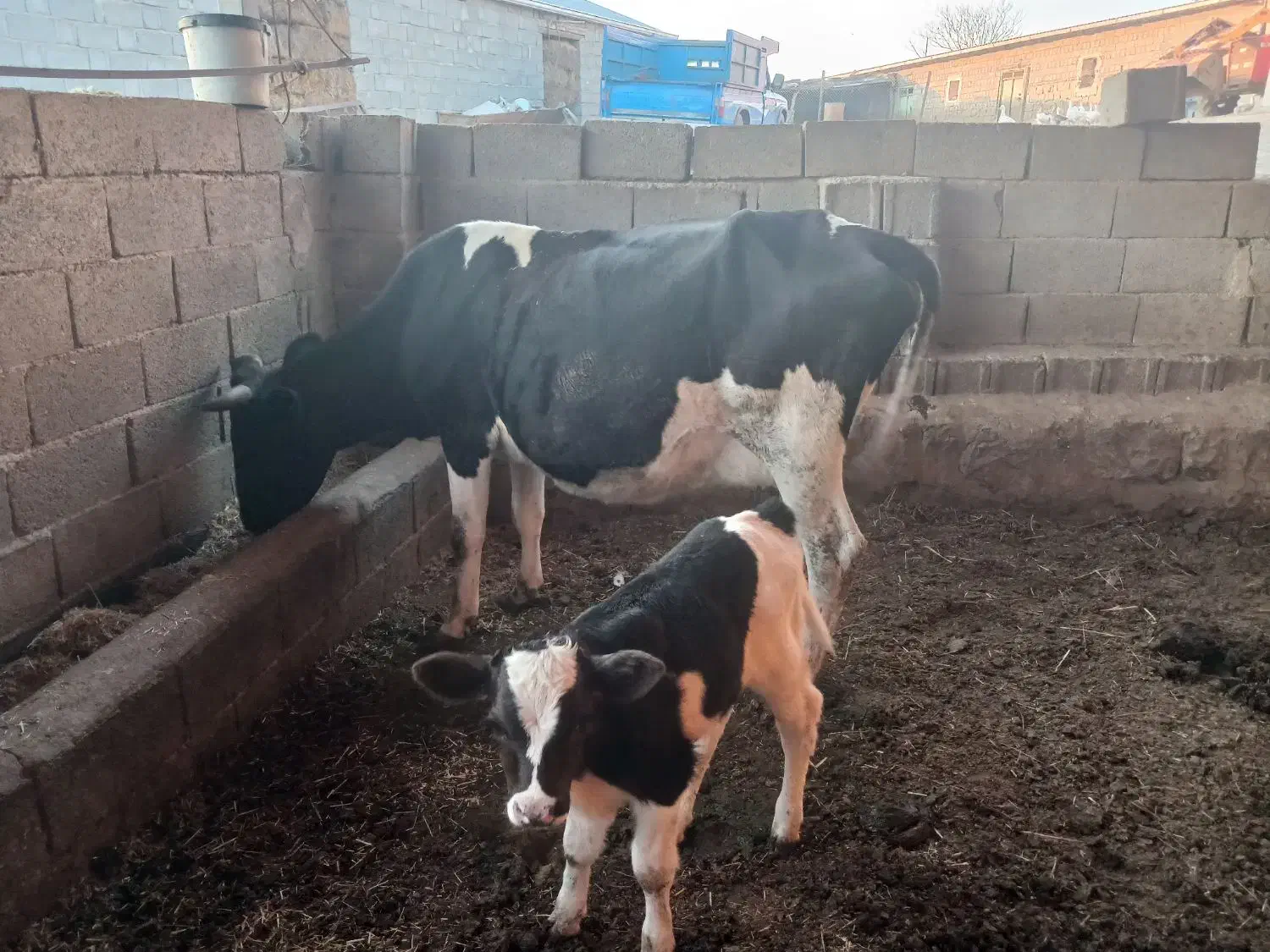 فروش گاو|حیوانات مزرعه|بیله سوار, |دیوار