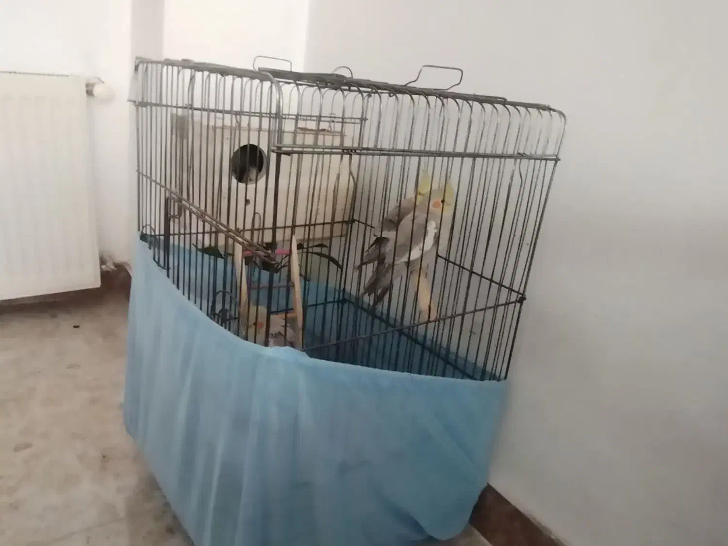 عروس هلندی مولد ۵ عدد|پرنده|رباط‌کریم, رباط‌کریم|دیوار