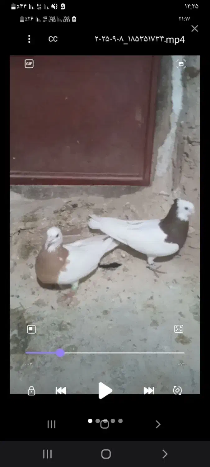 پرنده|پرنده|شیروان (خراسان), |دیوار