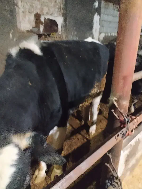 گوساله|حیوانات مزرعه|باسمنج, |دیوار