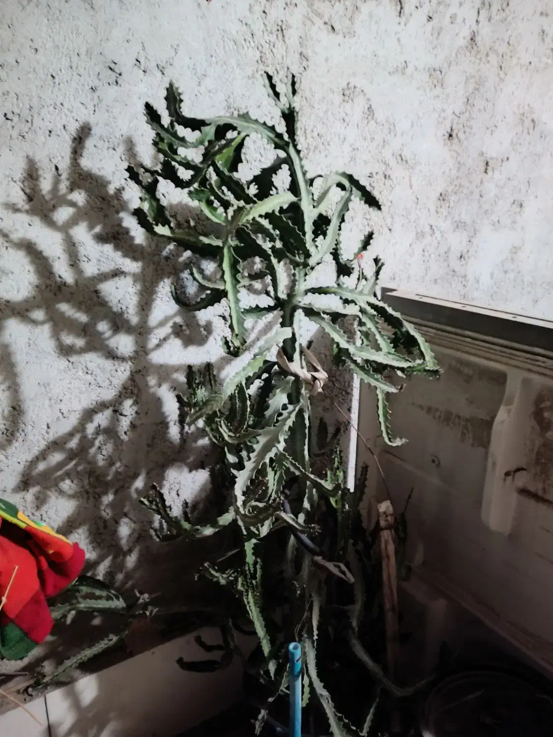 فروش تعدادی گل|گل و گیاه طبیعی|بندرعباس, |دیوار