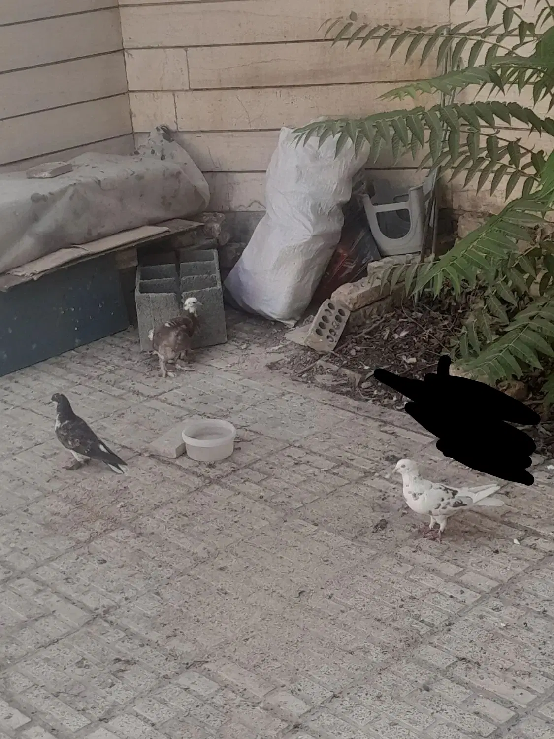 کبوتر|پرنده|اصفهان, شمس آباد|دیوار