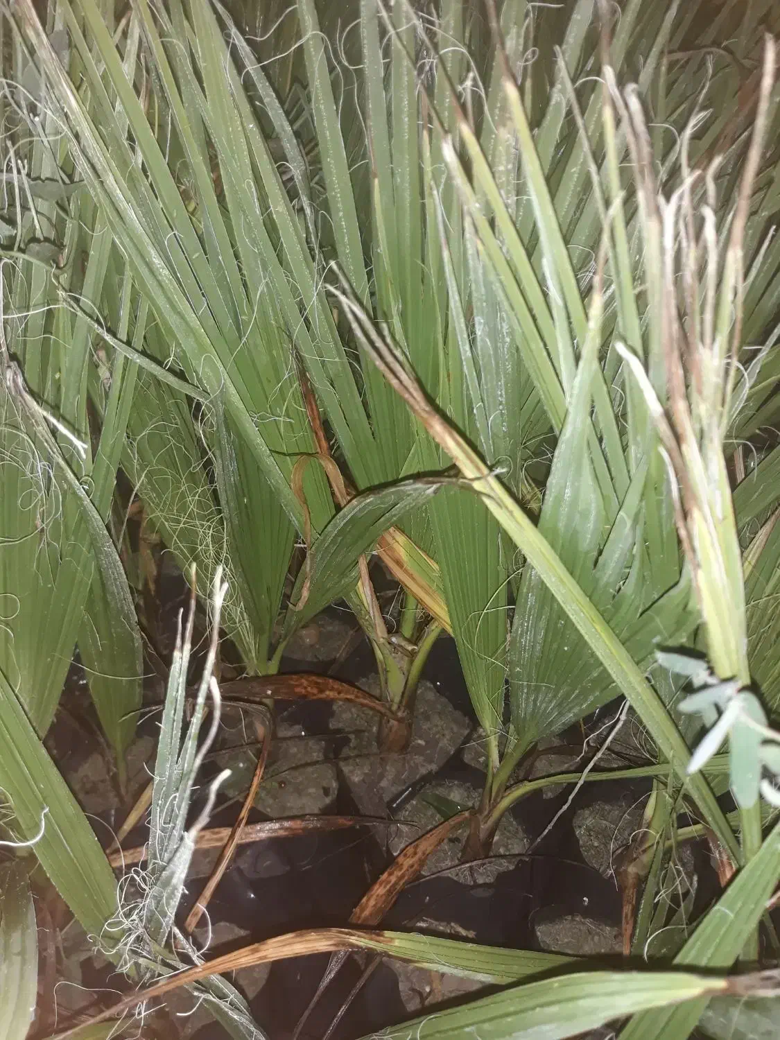 نخل پالم تنه قرمز واشنگتن ۷ماهه و ۳ساله|خدمات باغبانی و درختکاری|لیکک, |دیوار