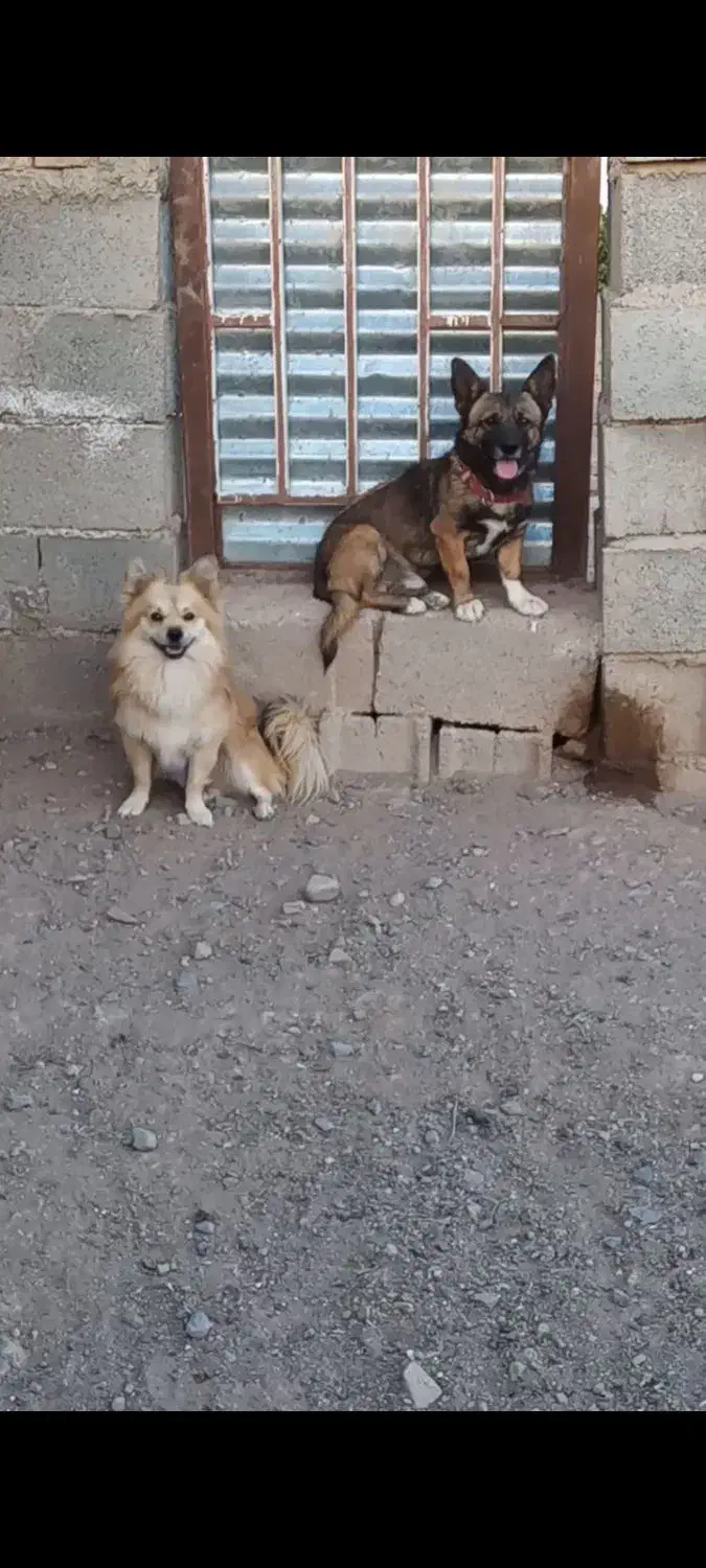 سگ پامر و اشپیتز|سگ|شاهرود, |دیوار